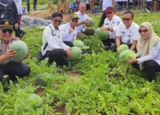 Panen Raya Semangka di Desa Karangan, Bukti Kesuburan Lahan dan Dukung Ketahanan Pangan Prabumulih